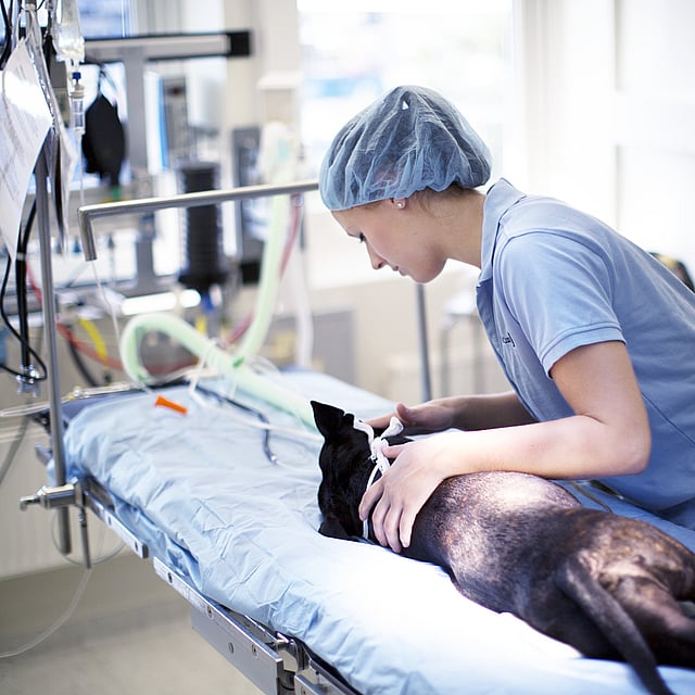 Conseils après une anesthésie ou une sédation chez le chien