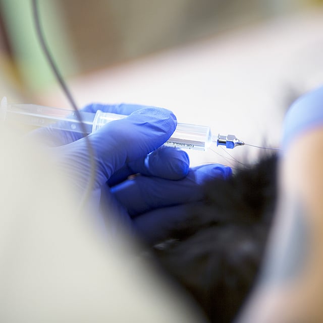 Intradermoréaction ou IDR (Test d'allergie) chez le chien
