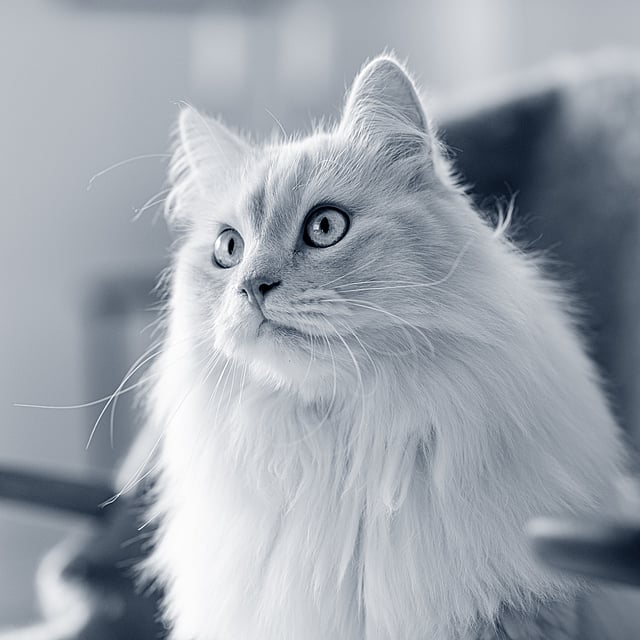 Chirurgie orthopédique du chat