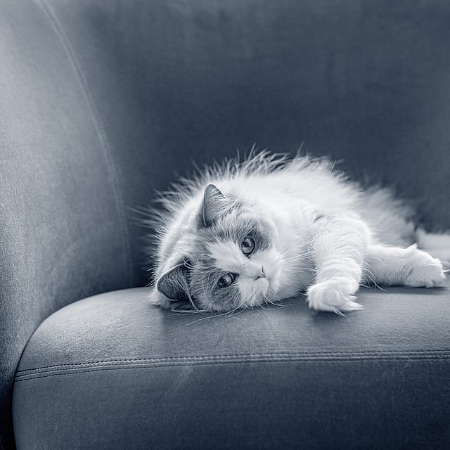 Un chat allongé sur un canapé.