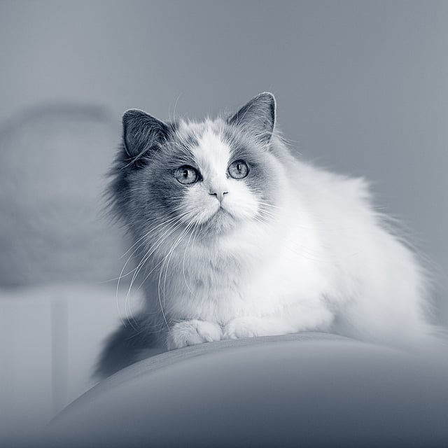 Un chat qui regarde la caméra.