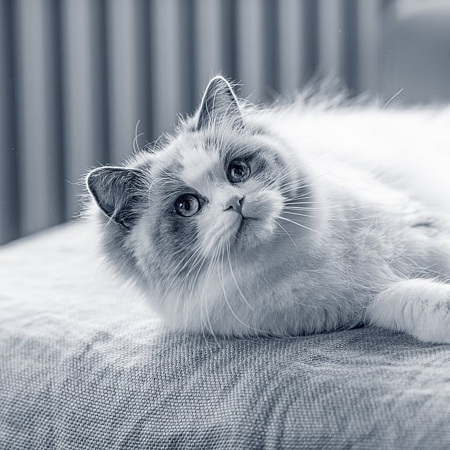 Un chat allongé sur un lit.