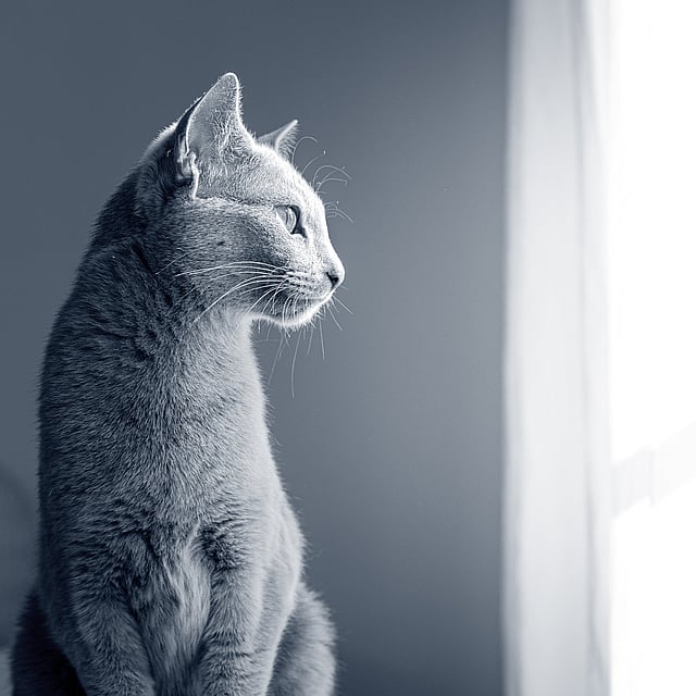 Un chat assis regardant par la fenêtre.