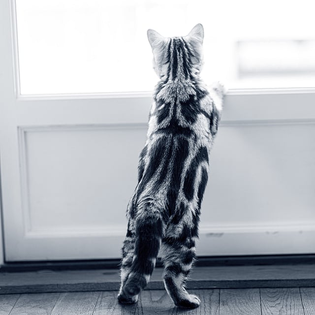 Un chat qui regarde par une porte.