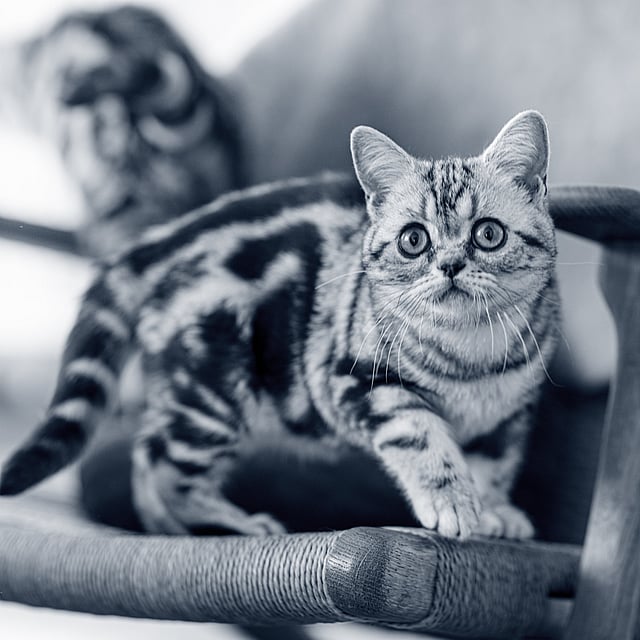 Un chat debout sur une chaise.