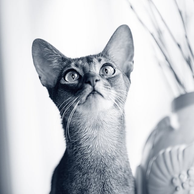 Un chat regardant un vase.