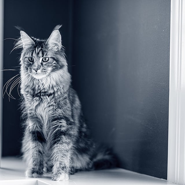 Un chat assis sur le rebord d’une fenêtre.