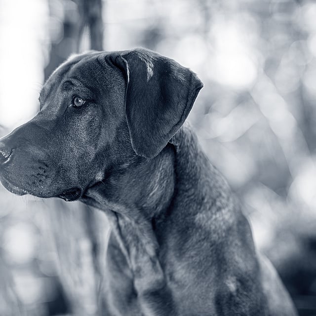 Insuffisance hépatique aiguë chez le chien