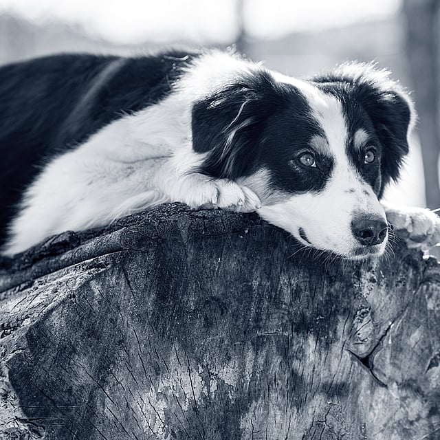 Perte d'appétit chez le chien