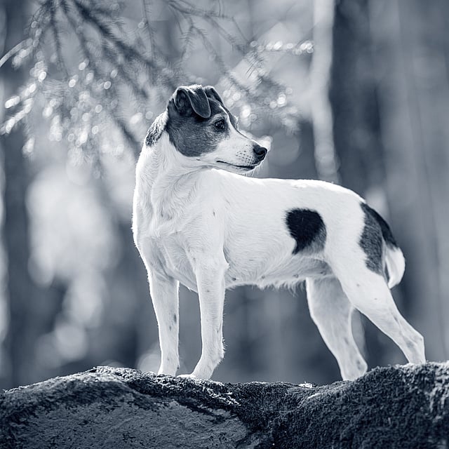 Hernie discale chez le chien