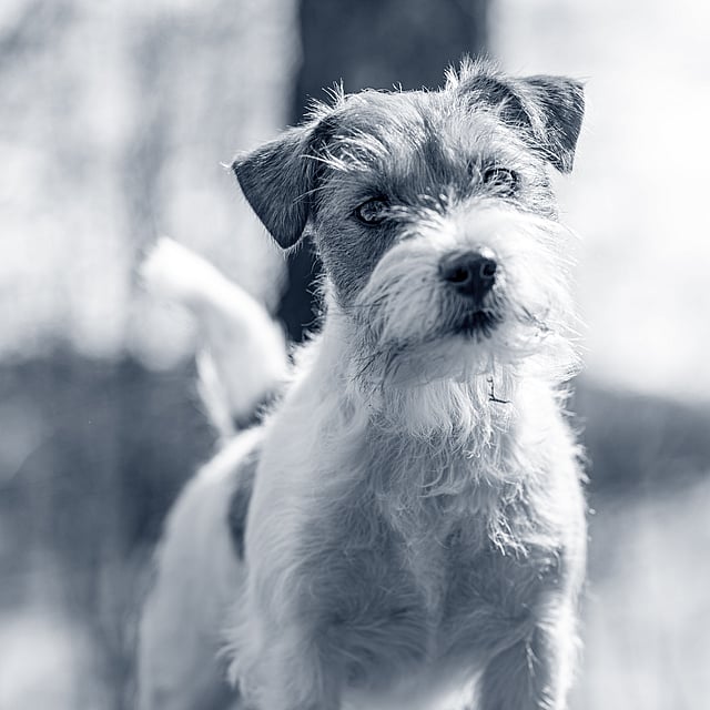 Conseils diététiques lors de vomissements et de diarrhée aigus chez le chien