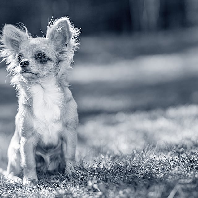 Lithiase (calculs) urinaire chez le chien