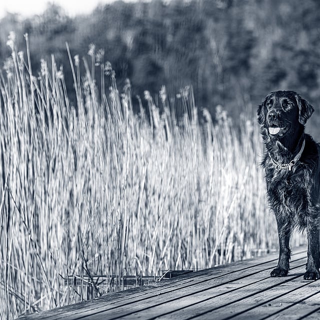 L’hypertrophie de la prostate chez le chien