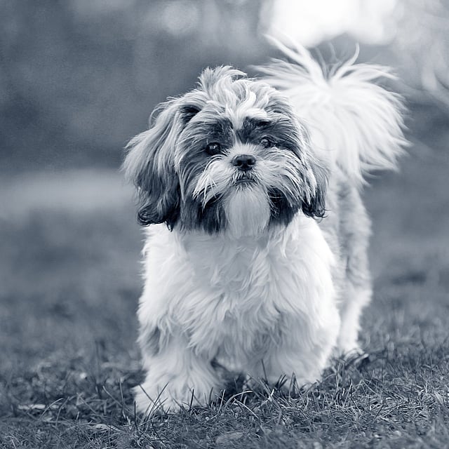 Un chien debout sur l’herbe.