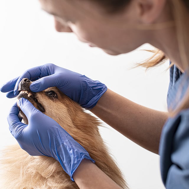 Détartrage chez le chien