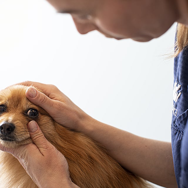 Glaucome chez le chien