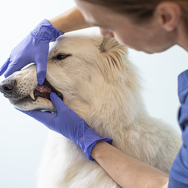 Déchaussement dentaire chez le chien