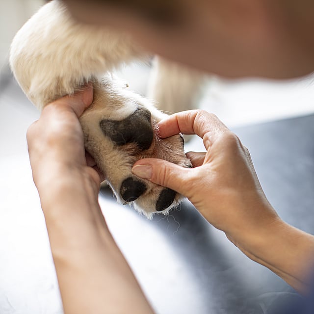 Une personne touchant le nez d’un chien.