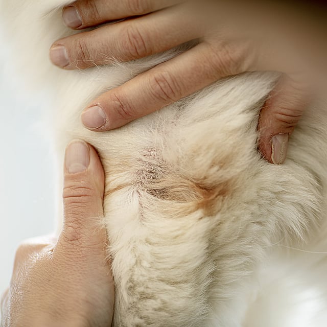 Gale sarcoptique chez le chien