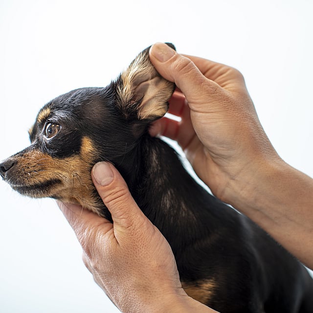 Affections de l’oreille chez le chien