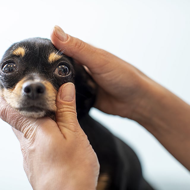 Une personne tenant un chien.