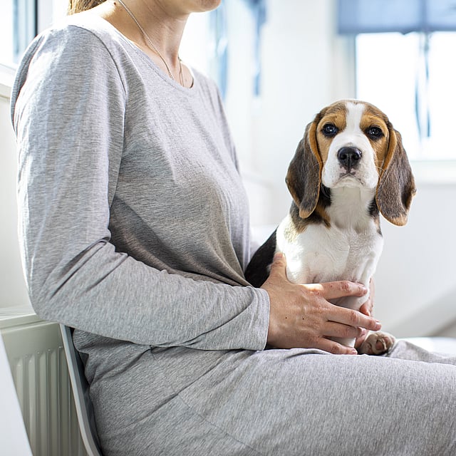 Hospitalisation chez le chien