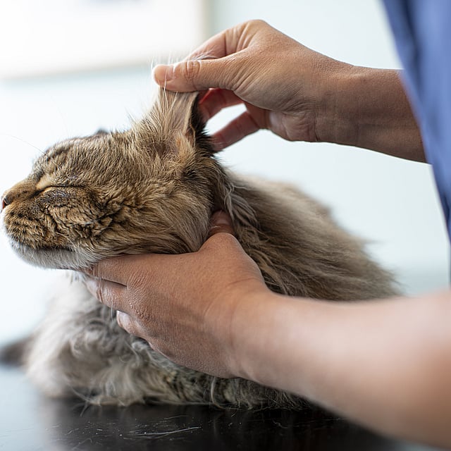 Une personne tenant l’oreille d’un chat.