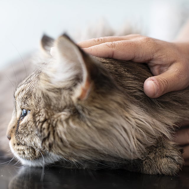 Électrothérapie pour le chat