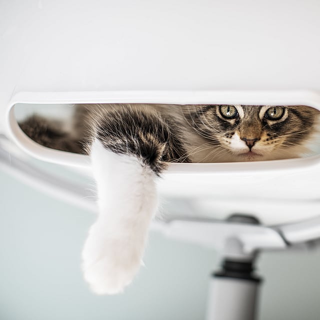 Un chat regardant à partir d’un objet blanc.