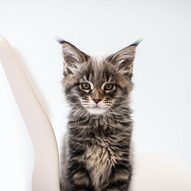 Un chat assis sur une chaise.