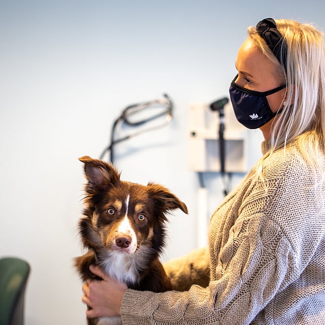 Examen médical chez le chien