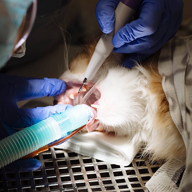 Extraction dentaire pour le chat