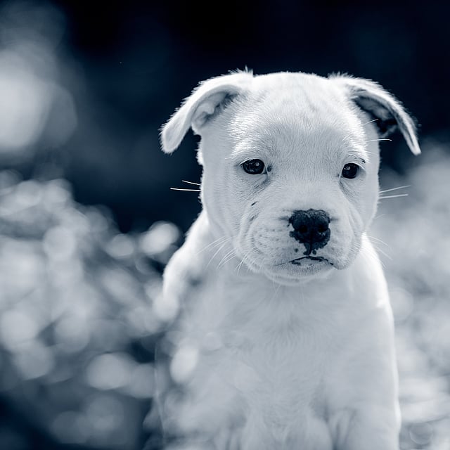 Un chiot blanc assis dans l’herbe.