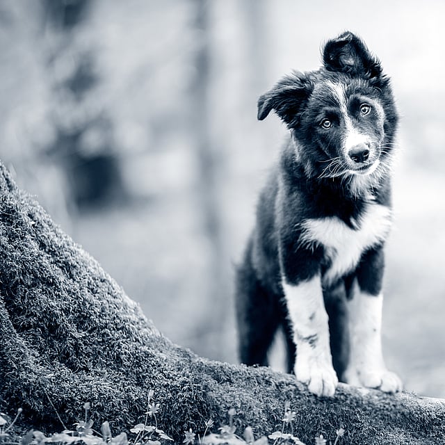 Stérilisation du chien
