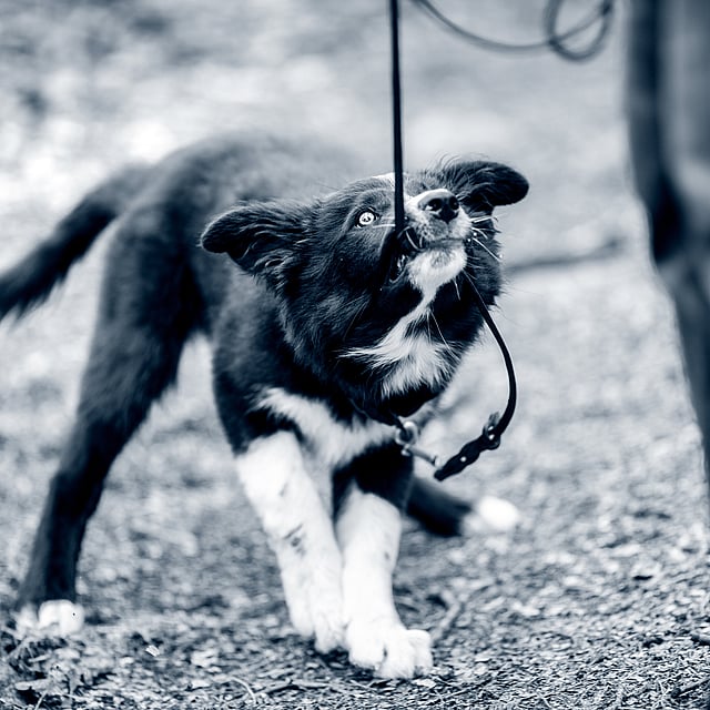 Un chien en laisse.