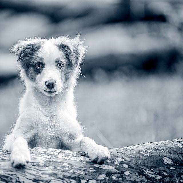 Comment apprendre la propreté à son chiot