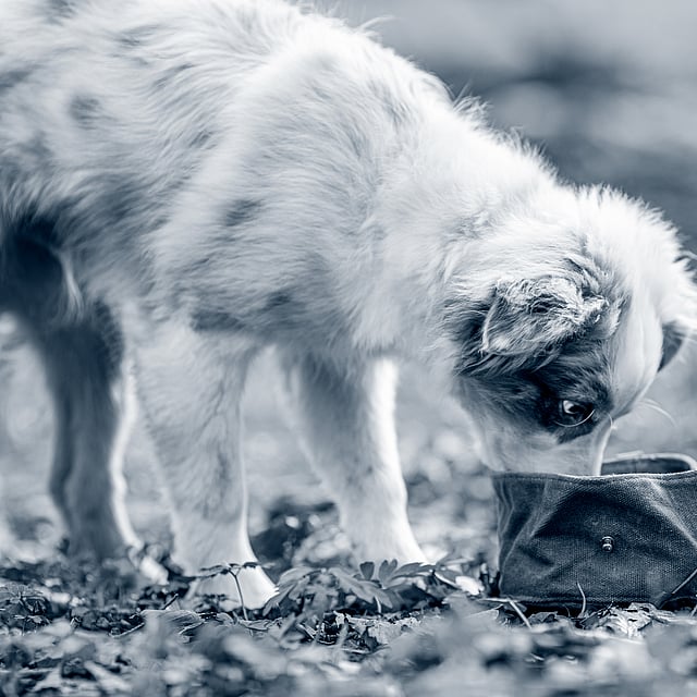 Tout savoir sur l'alimentation de son chiot