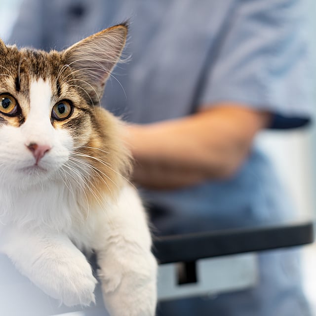 Un chat aux yeux jaunes.