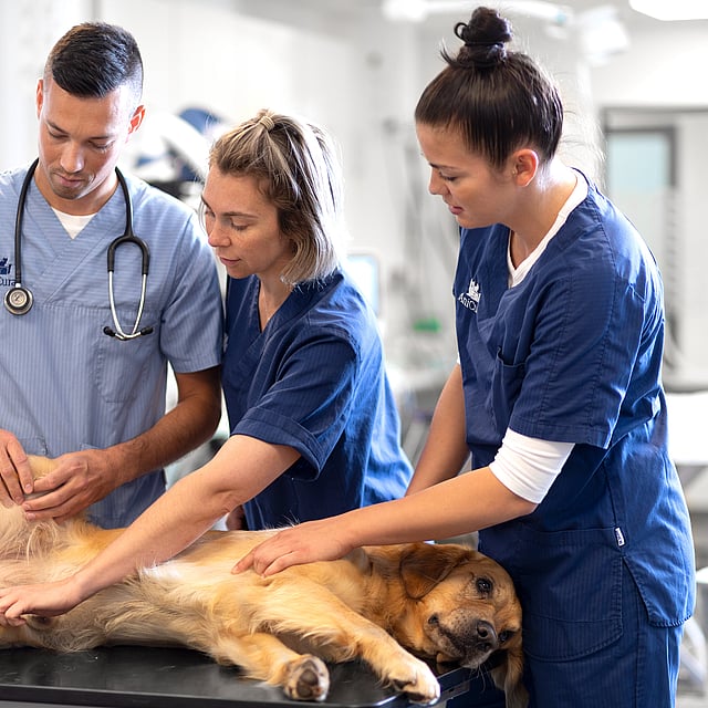 Un groupe de personnes en blouse examinant un chien.