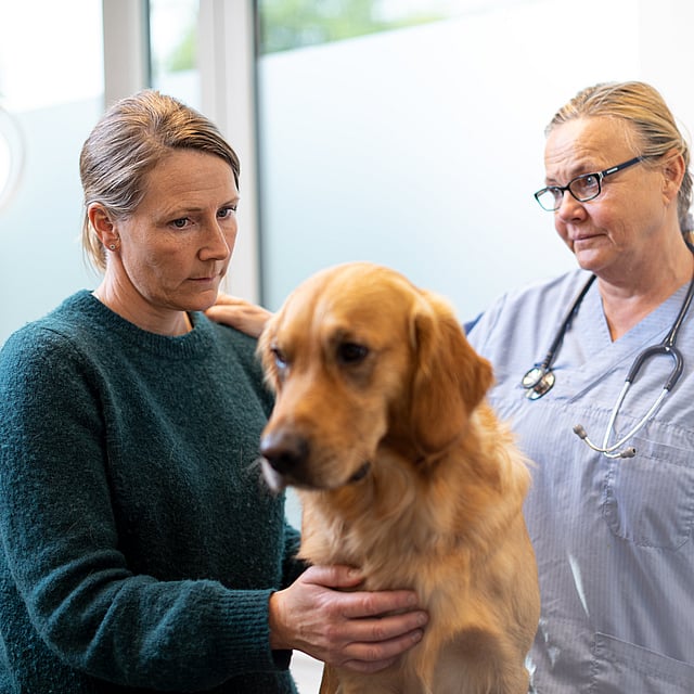 Sténose aortique chez le chien