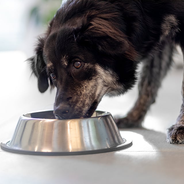 Un chien mangeant dans un bol.
