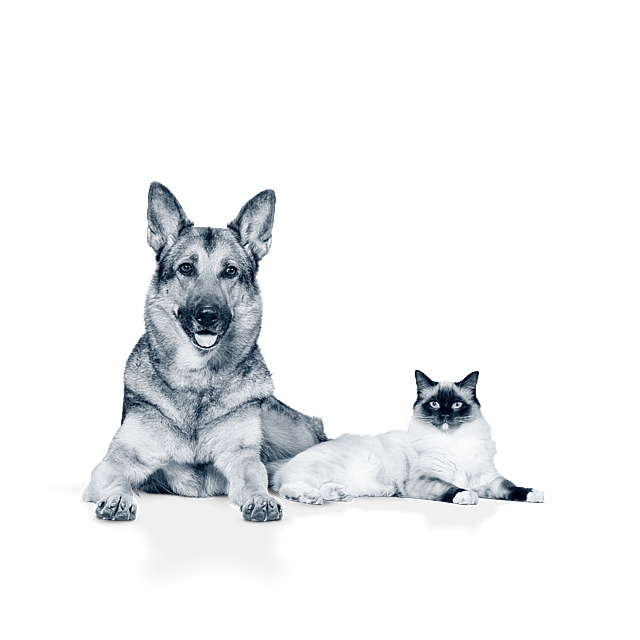 Un chien et un chat allongés ensemble.
