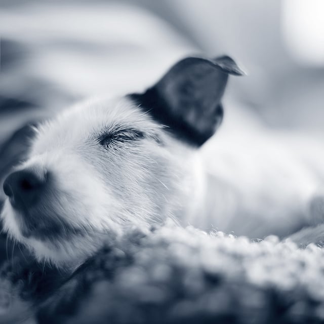 Métrite chez le chien (pyomètre)