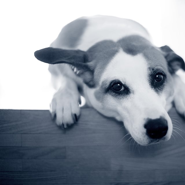Toux chez le chien