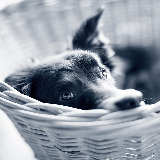 Gastrite chez le chien