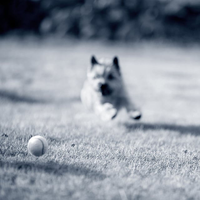 Chien qui a avalé un objet étranger