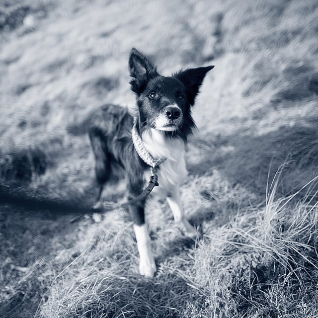 Chien qui a du mal à respirer