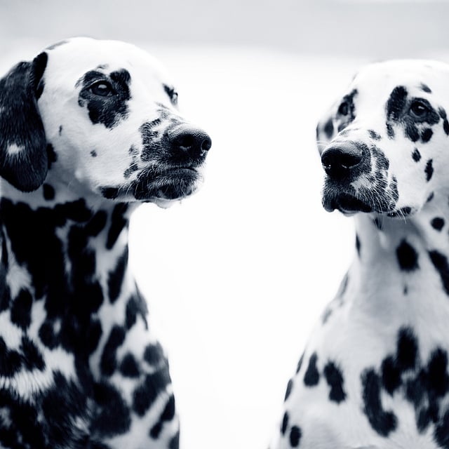 Pancréatite chez le chien