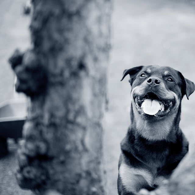 Chirurgie orthopédique chez le chien