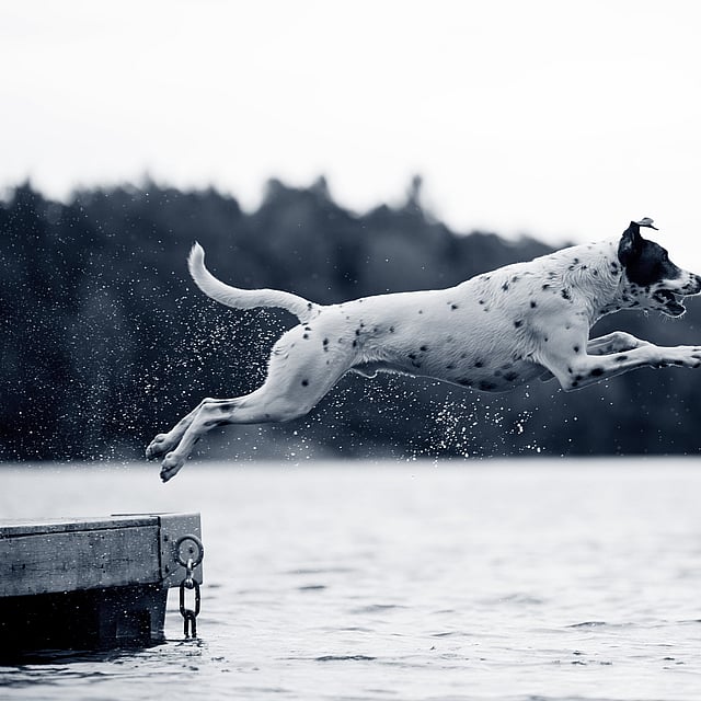 Dépistage de la dysplasie de la hanche et du coude chez le chien